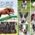 Dogs of Australia Calendar 2017 | 2017_dogs_front.jpg