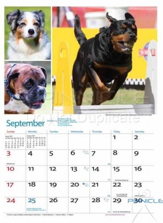 Dogs of Australia Calendar 2017 | sep.jpg