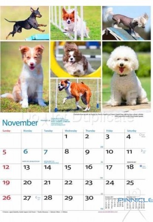 Dogs of Australia Calendar 2017 | nov.jpg