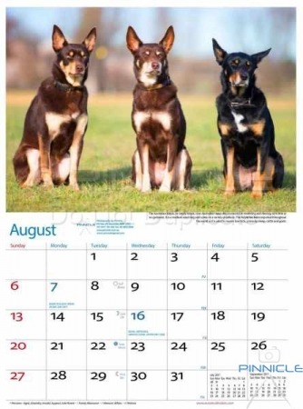 Dogs of Australia Calendar 2017 | aug.jpg