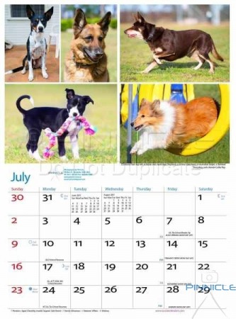 Dogs of Australia Calendar 2017 | july.jpg