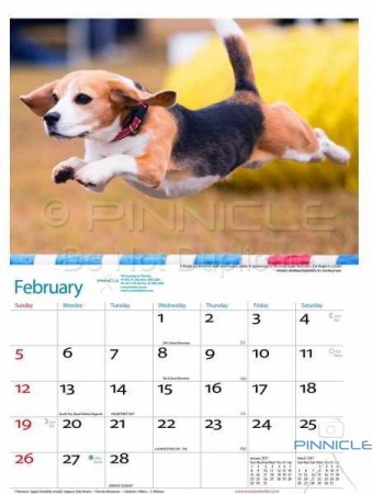Dogs of Australia Calendar 2017 | feb.jpg