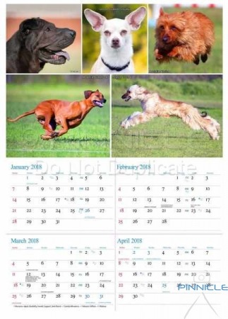 Dogs of Australia Calendar 2017 | 2018planner.jpg