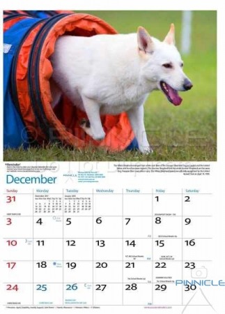Dogs of Australia Calendar 2017 | dec.jpg