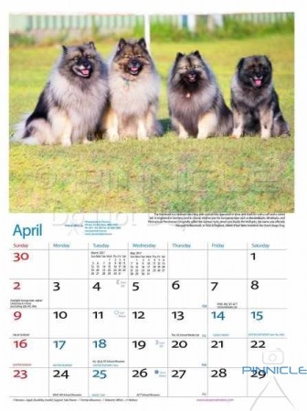 Dogs of Australia Calendar 2017 | april.jpg