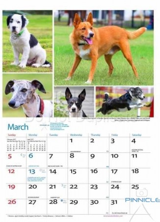 Dogs of Australia Calendar 2017 | march.jpg