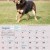Dogs of Australia Calendar 2018 | august.jpg