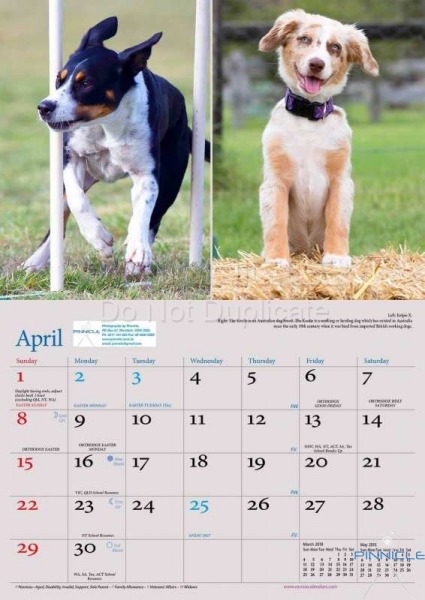Dogs of Australia Calendar 2018 | APRIL.jpg