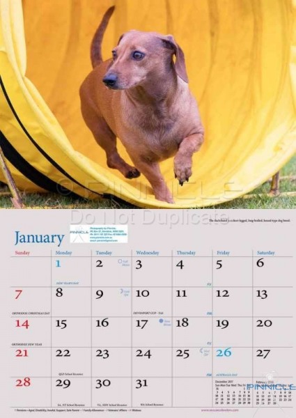 Dogs of Australia Calendar 2018 | JAN.jpg