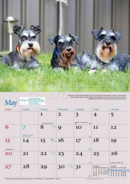 Dogs of Australia Calendar 2018 | MAY.jpg