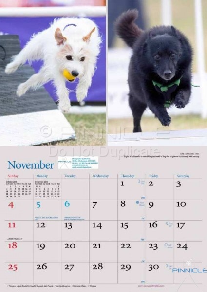 Dogs of Australia Calendar 2018 | nov.jpg