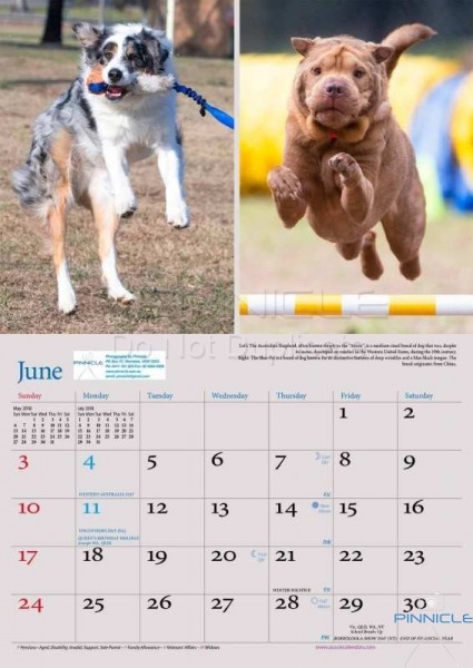 Dogs of Australia Calendar 2018 | june.jpg
