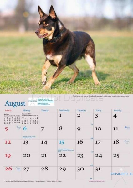 Dogs of Australia Calendar 2018 | august.jpg