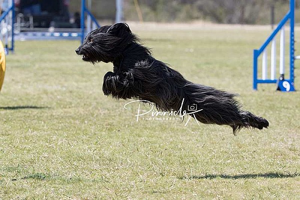 Agility - ANKC - Dogs NSW State Titles - 8 September 2019