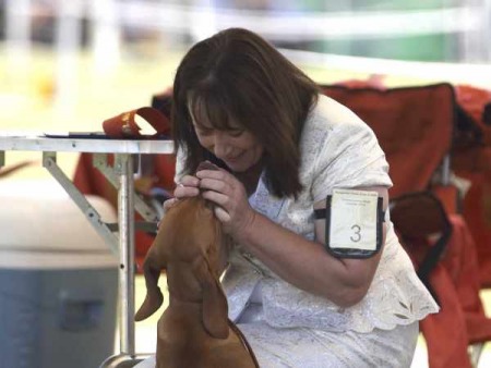 Hungarian Vizsla Club of NSW - 11 October 2014