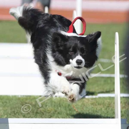 Flyball