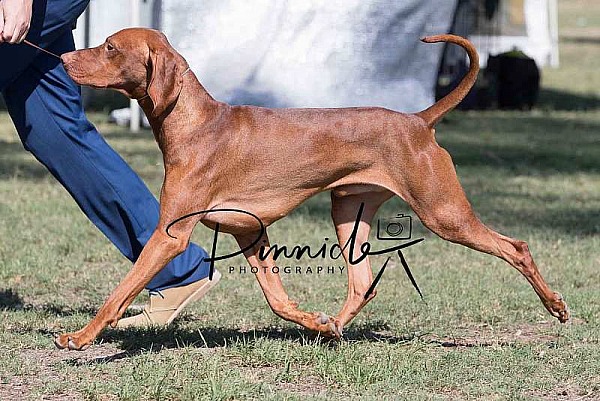 Show - Hungarian Vizsla Club of NSW - 1st April 2018