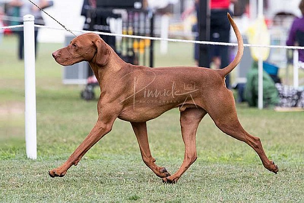 Show - Hungarian Vizsla Club of NSW - 21st April 2019