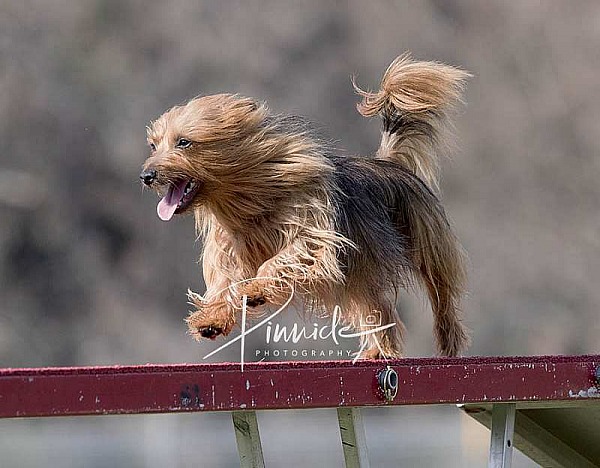 Agility - ADAA - Douglas Park NSW - 20th April 2019