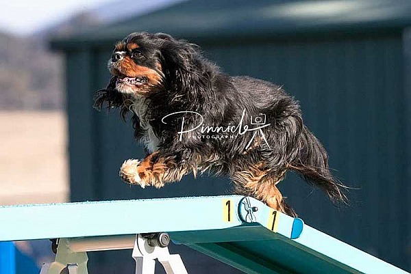 Agility - ANKC - ACT Gundog Society - 18 May 2019