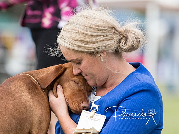 Show - Hungarian Vizsla Club of NSW - 12th October 2019