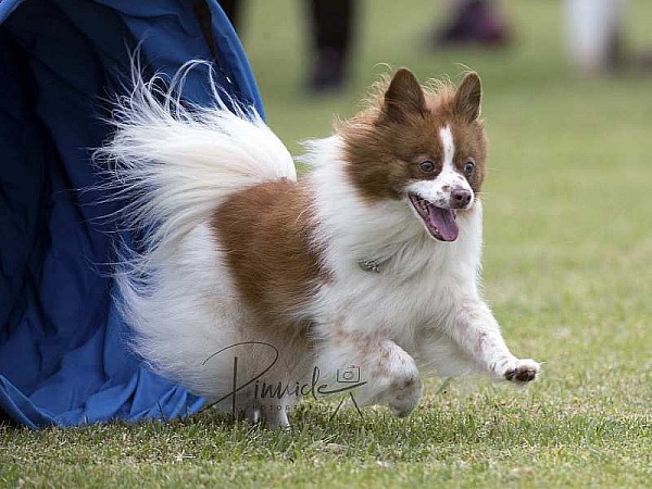 Agility - ANKC - Fundraiser -  NSW - 27 Feb 2021