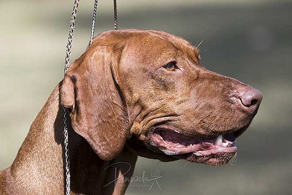 Show - Hungarian Vizsla Club of NSW - 4th April 2021