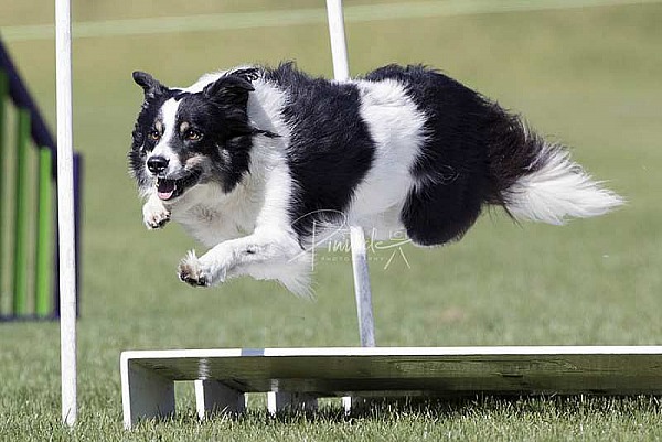 Agility - ANKC - MOCK TRIAL 10TH APRIL 2020 - WOLLONGONG DOG SPORTS CLUB