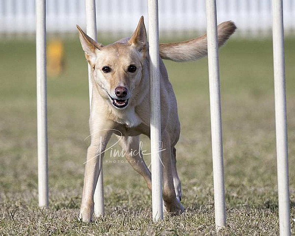 Agility - ADAA - Douglas Park NSW - 12th June 2021