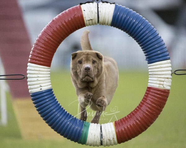 Agility - ADAA - Douglas Park NSW - 5th February 2022